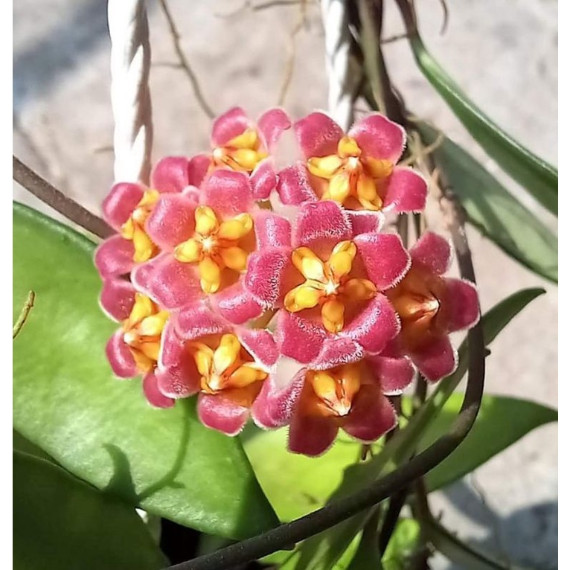 Chậu cây cẩm cù Hoya David Cummingii