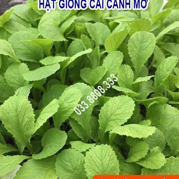Hạt giống rau cải canh mơ 20gram - rau trồng quanh năm
