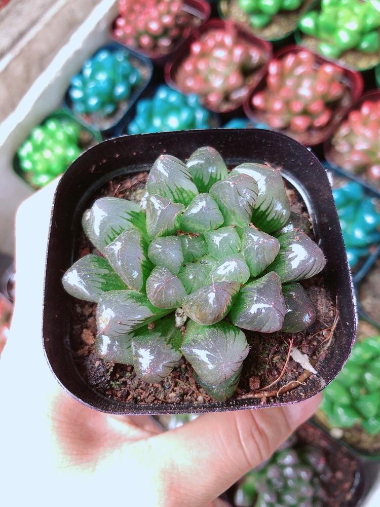 Chậu Kim Cương Hàng Đẹp Được Chọn Màu