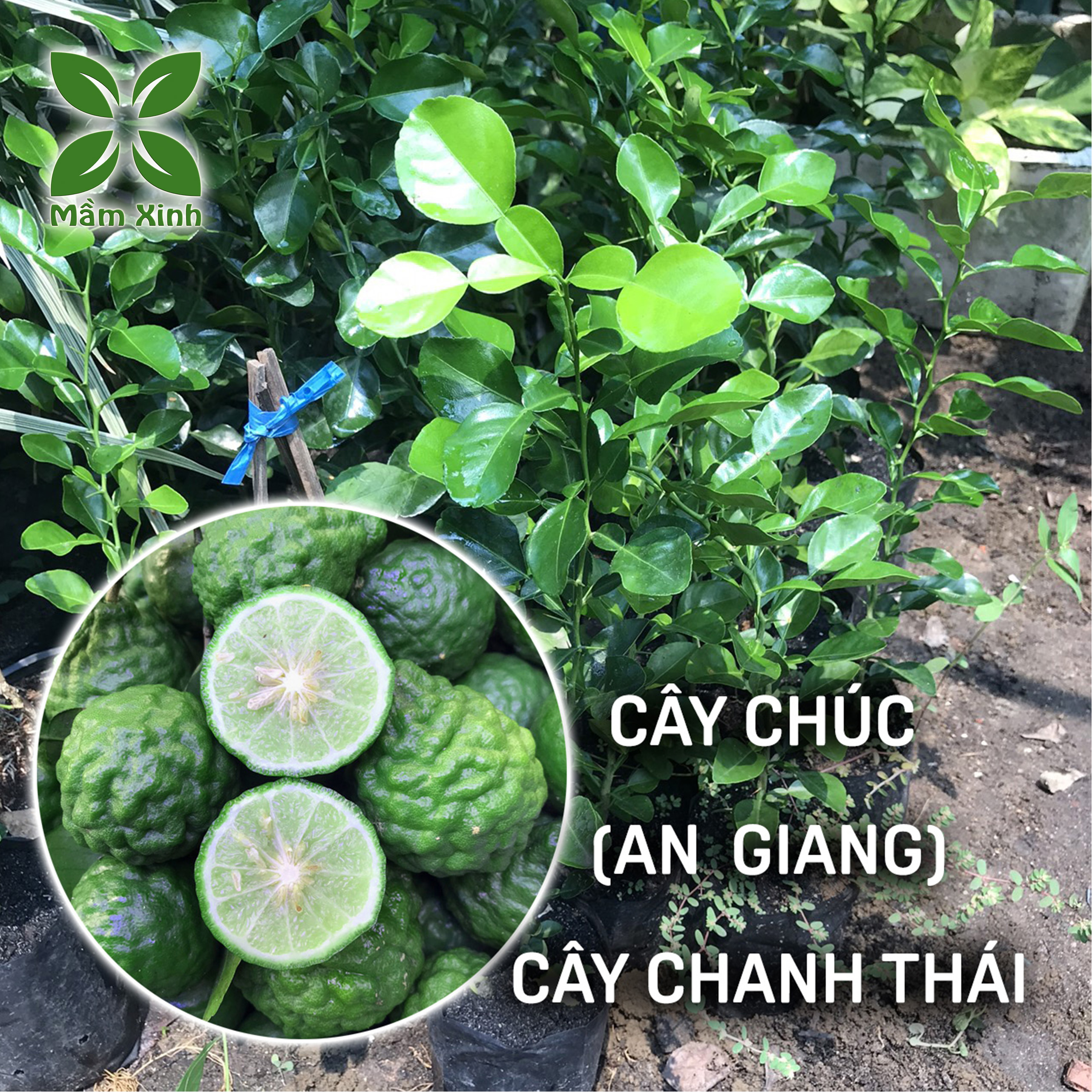 Cây Giống Chúc (Chanh Thái) Cao 20cm – Lá Thơm – Dễ Trồng – Dùng Làm Gia Vị Nấu Ăn