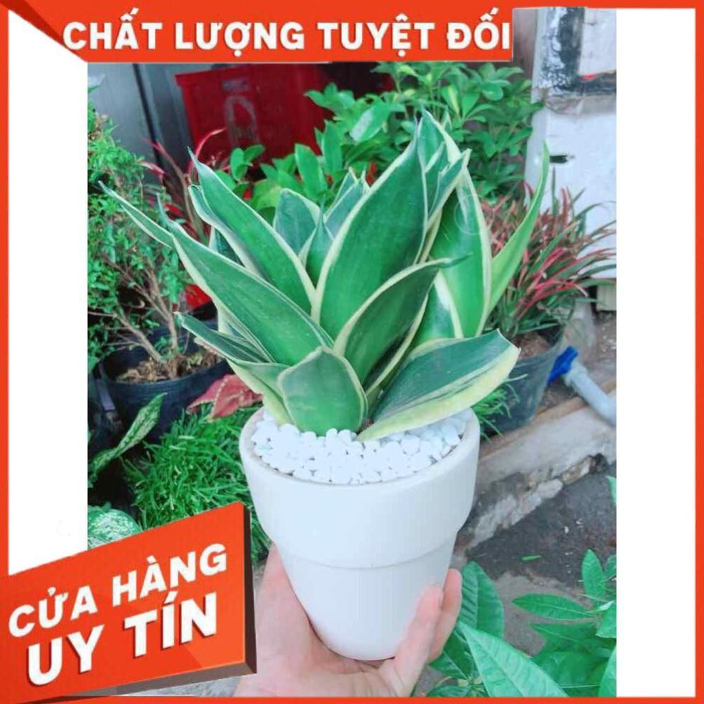 Chậu lưỡi hổ thái búp sen Nhiều Người Mua