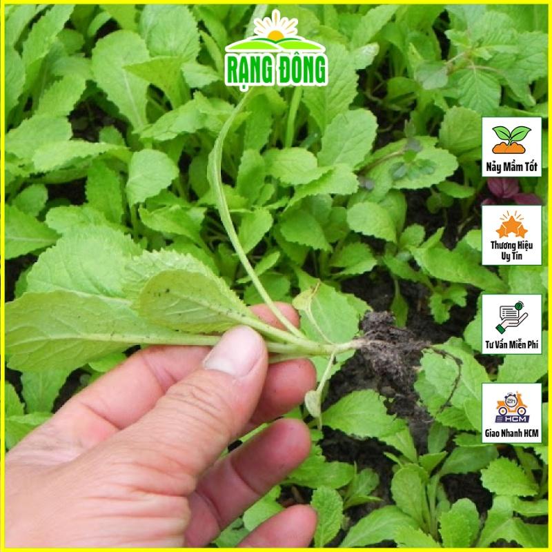 Hạt giống Cải Xanh Ăn Non, Nhanh Thu Hoạch, Trồng Quanh Năm - Hạt Giống Rạng Đông