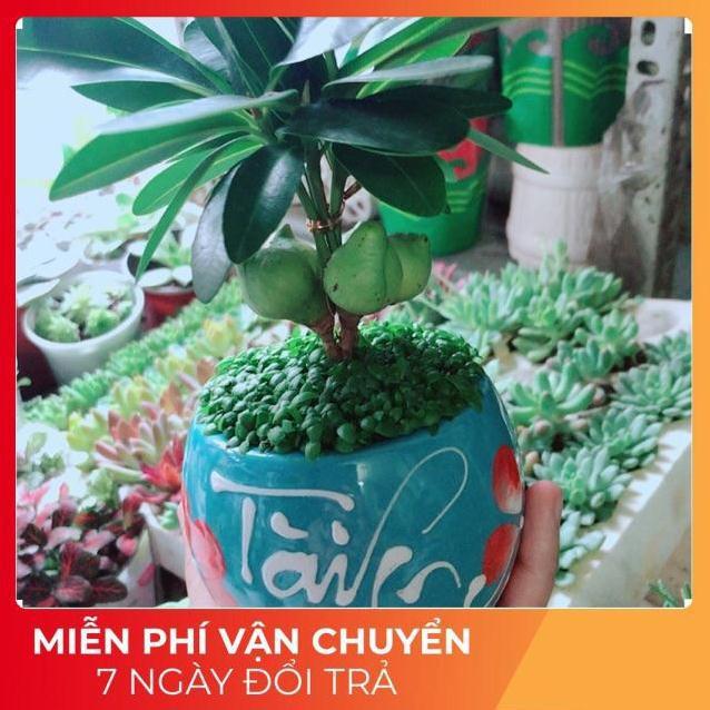 Chậu Cây May Mắn Tài Lộc