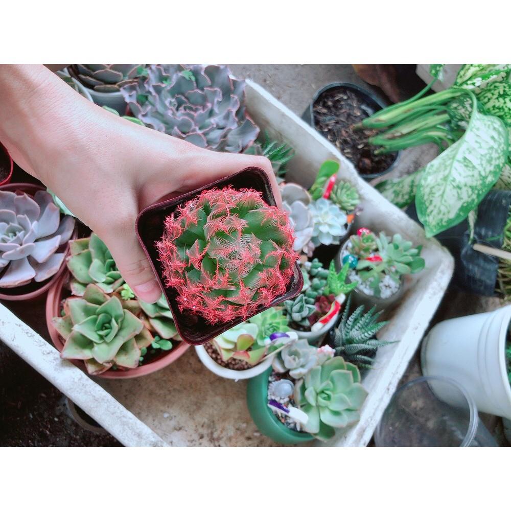Chậu kim cương dạ quang