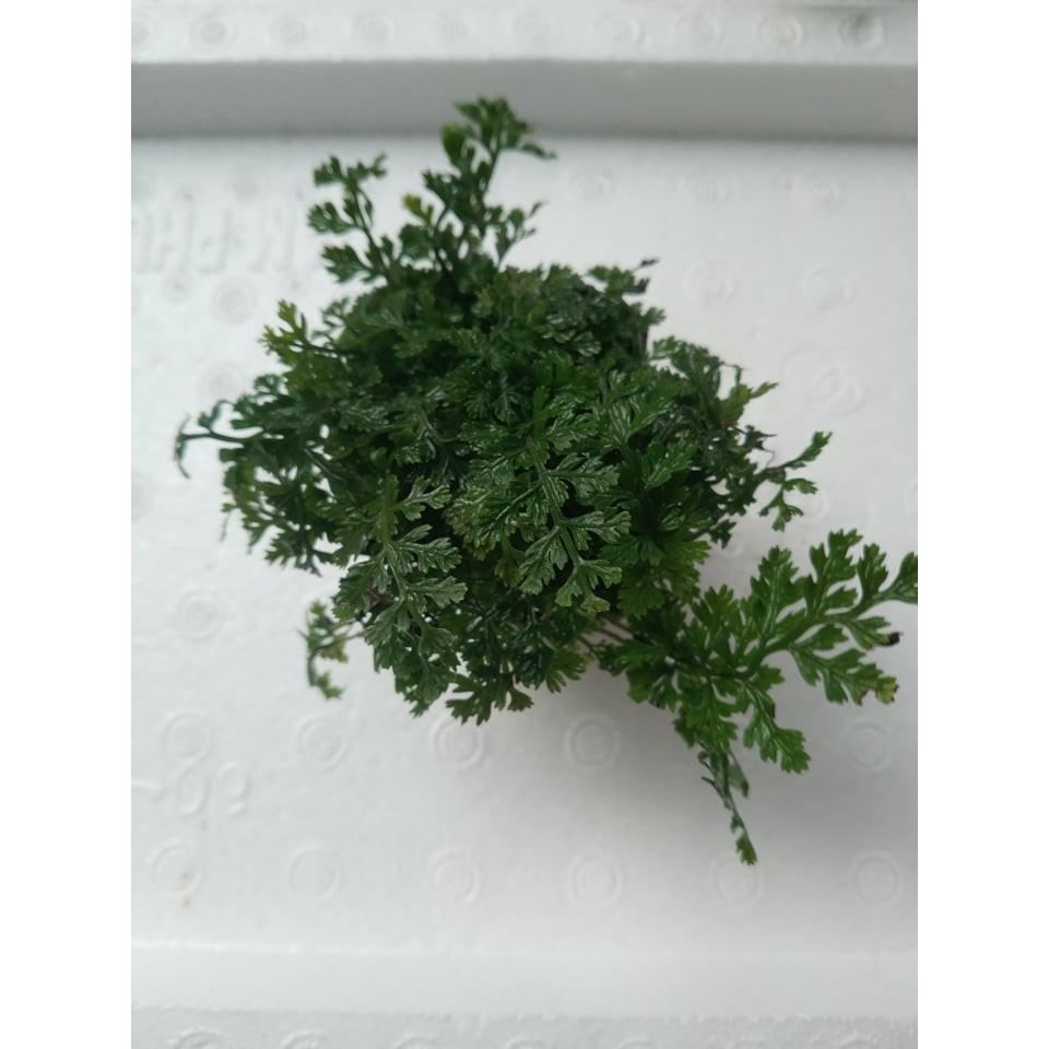 Dương Xỉ Châu Phi Mini