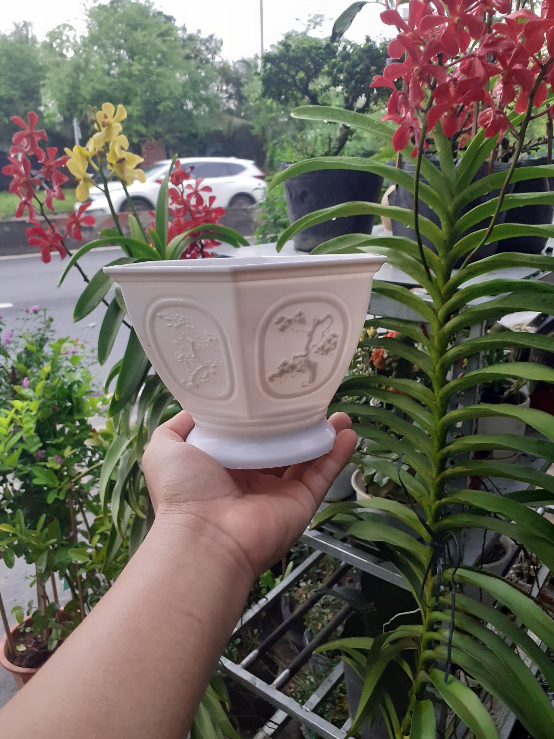 Chậu nhựa LỤC GIÁC In hình Tùng Cúc các mặt.