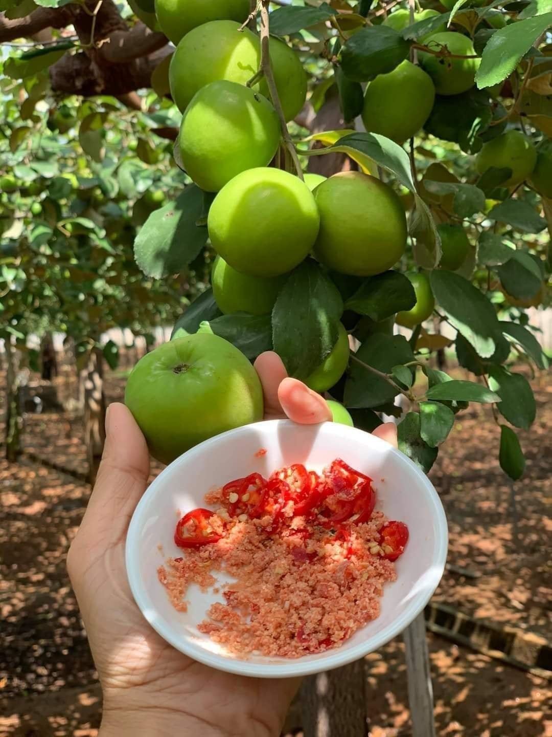 Cây Táo Thái Siêu Trái - Chuẩn Giống
