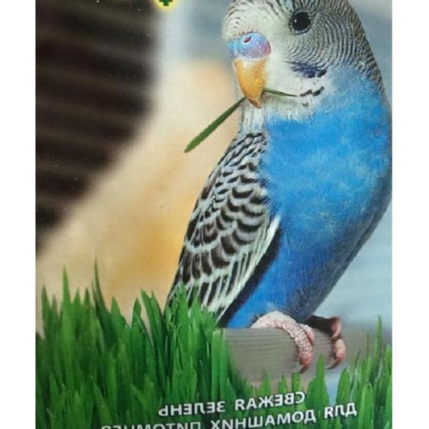 Combo 3 gói Hạt giống mầm cỏ lúa mì, lúa mạch-gói 50 gram