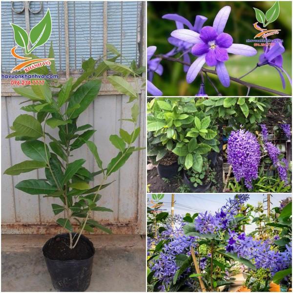 Cây giống mai xanh cây lớn