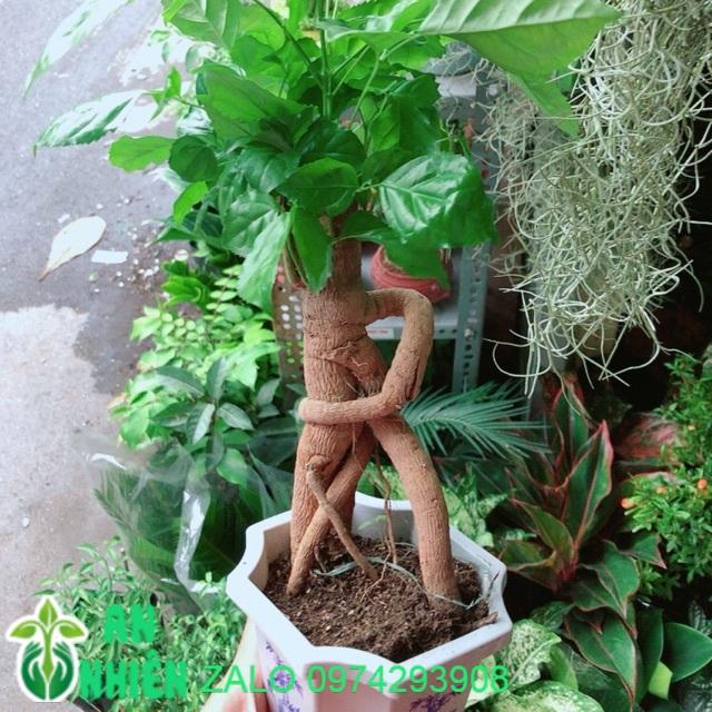 Chậu Cây Hạnh Phúc Bonsai