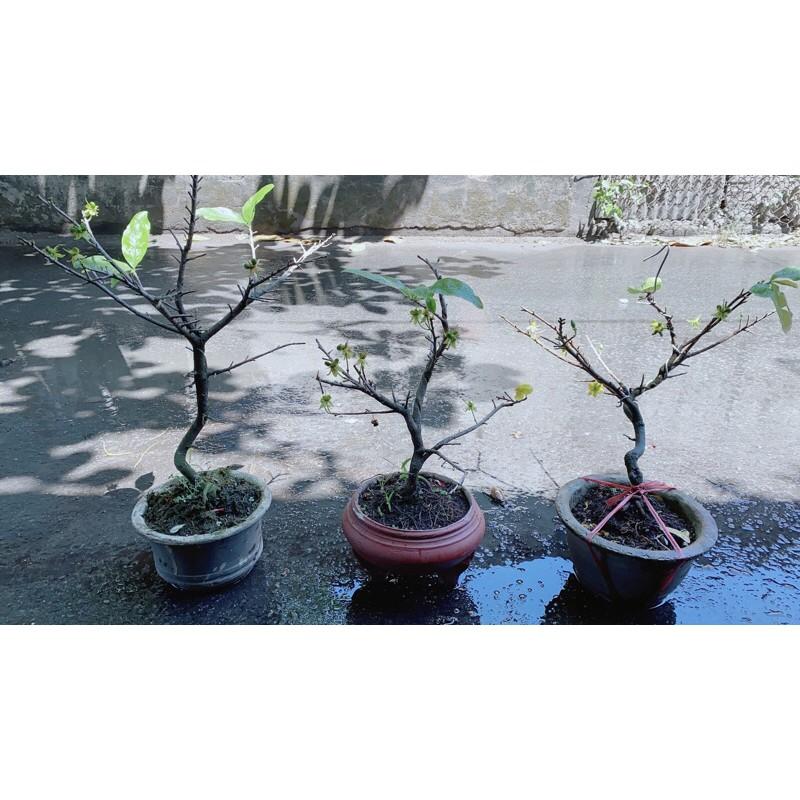 Chậu Cây Mai Vàng