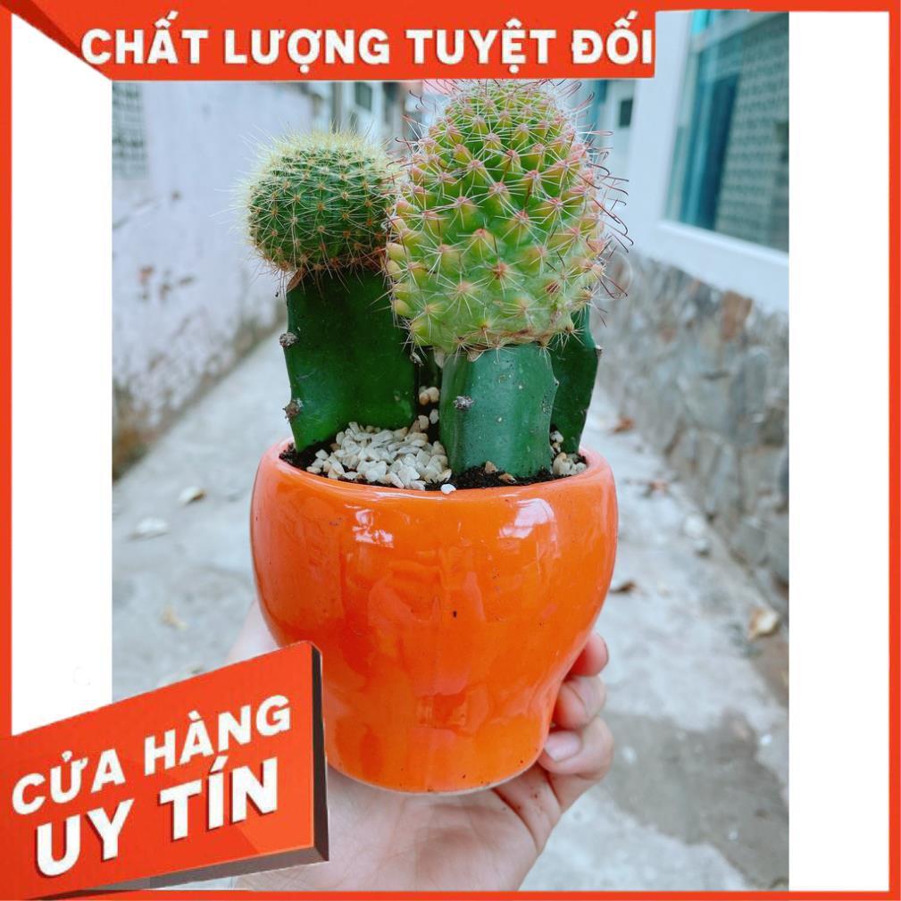 Chậu xương rồng tiểu cảnh