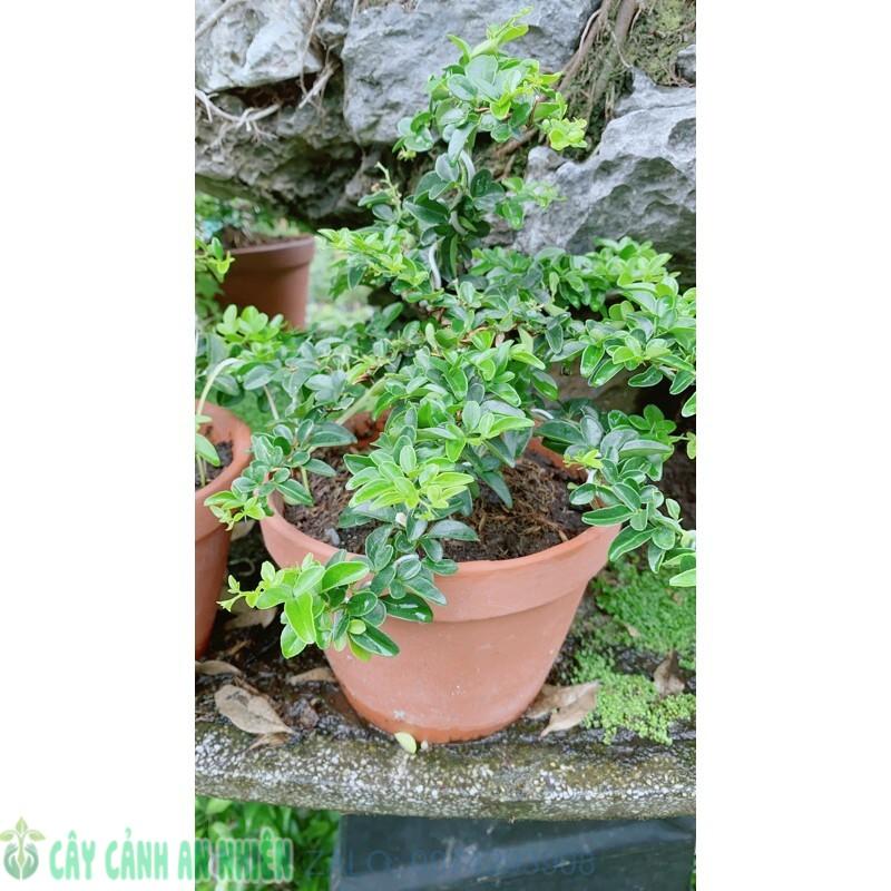 Kim Quýt Bonsai