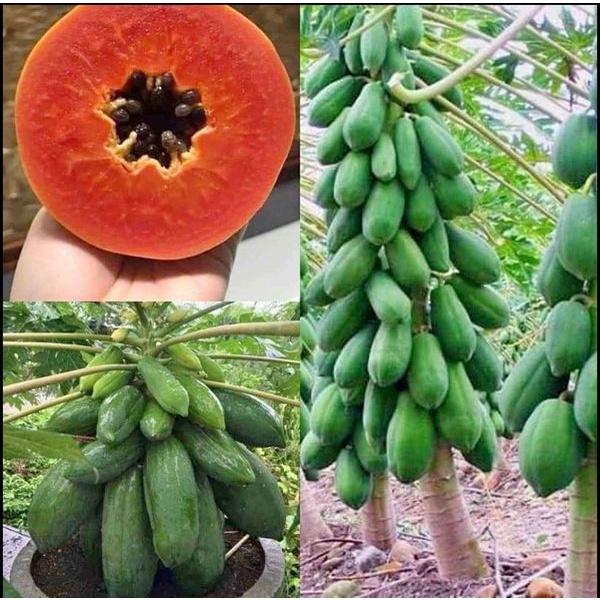 Cây giống Đu Đủ lùn ruột Đỏ THÁI LAN trồng chậu