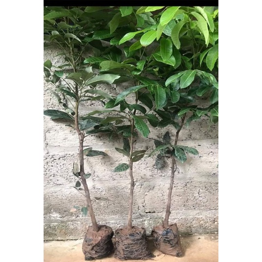 Cây giống nhãn không hạt Thái Lan