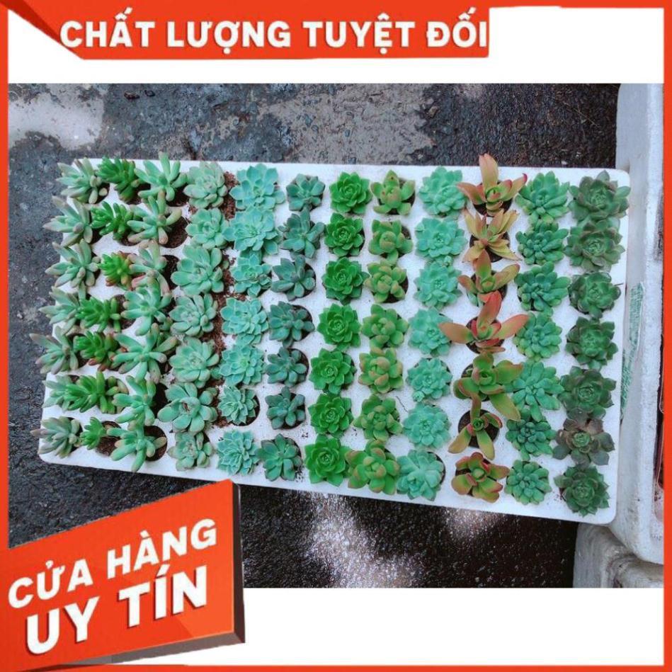 Combo 10 cây sen đá vỉ Nhiều Người Mua