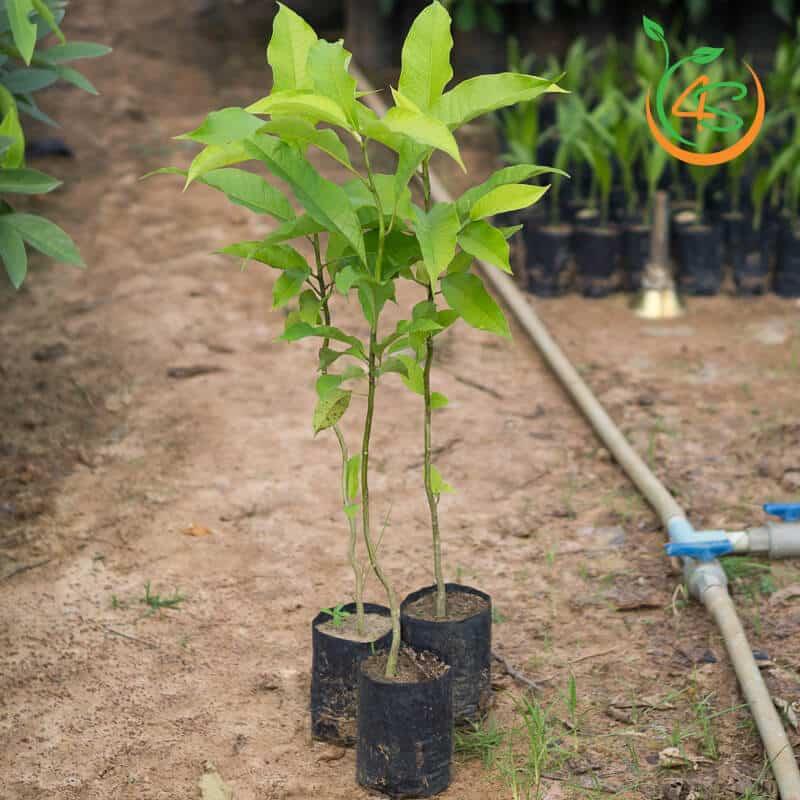 Cây giống hoa ngọc lan trắng