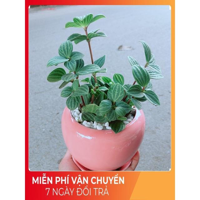 Chậu Cây Kim Cương Hột Xoàn