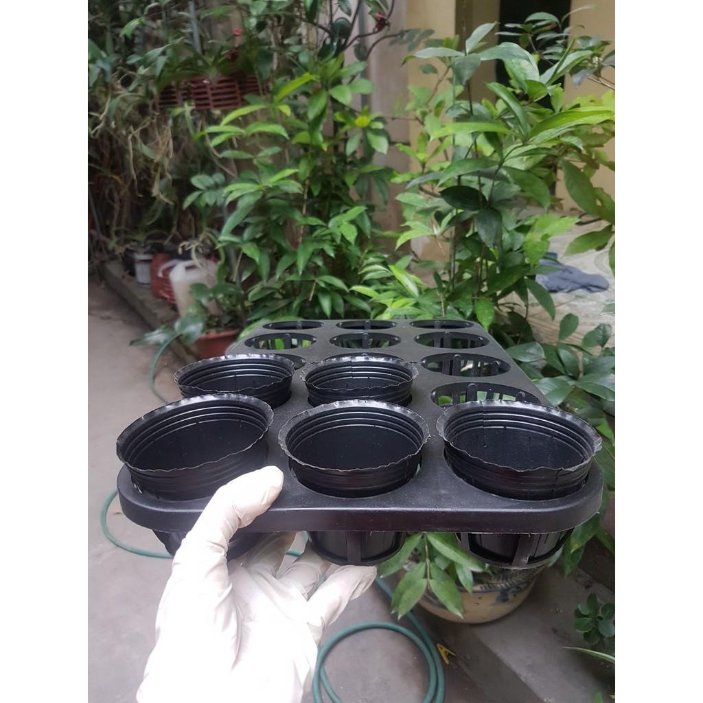 Combo 1 bộ 5 khay bao gồm cả chậu 2.5 inch đủ bộ trồng hồ điệp, Cat, kie con, cây giống
