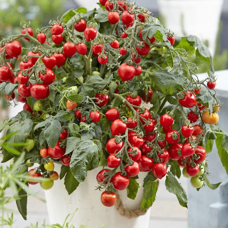 Gói 150 hạt giống cà chua bi đỏ F1 Loại Siêu Dễ Trồng &amp; Dễ Thu Hoạch năng suất cao Cửa Hàng Hạt Giống Uy Tín
