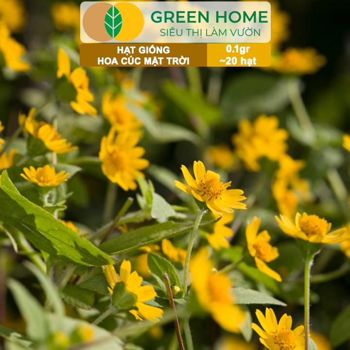 Hạt Giống Hoa Cúc Mặt Trời GreenHome, Gói 0.1g~20 hạt, Dễ Trồng Quanh Năm, Tỷ Lệ Nảy Mầm Cao H15