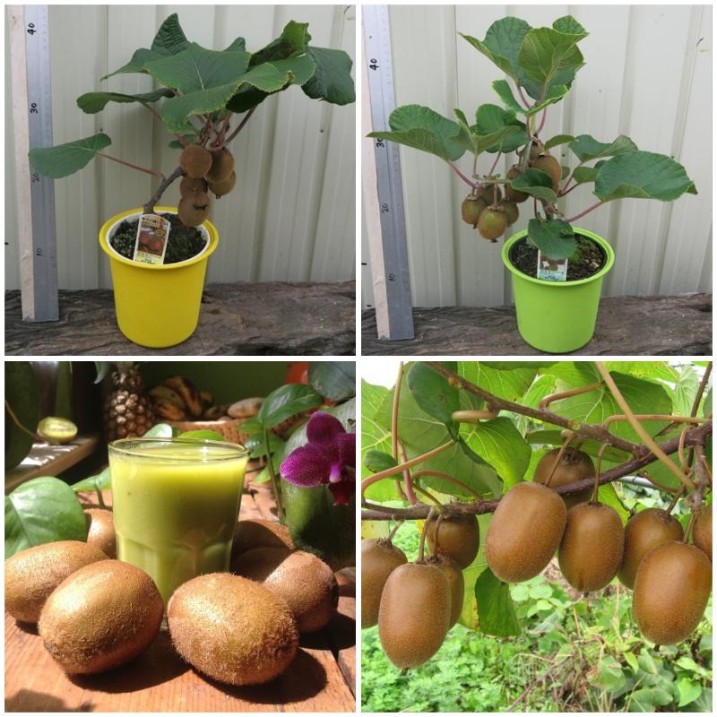 Cây KIWI xanh, đỏ, vàng giống