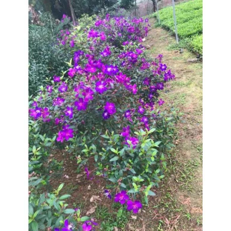 Sim tím cây sắp hoa