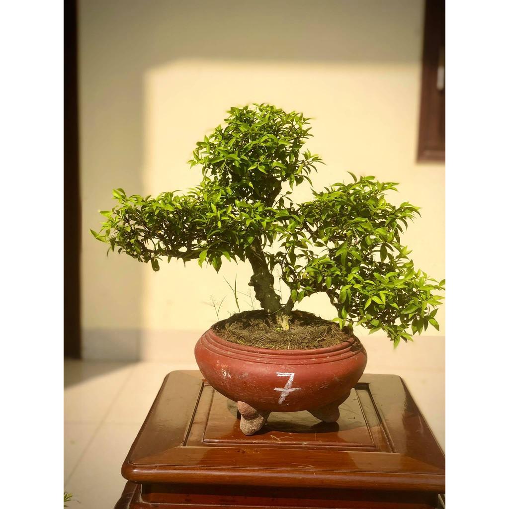 Cây mai chiếu thủy bonsai (ảnh thật) cây số 1-8 tùy chọn