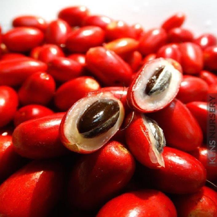CÂY GIỐNG CÂY THẦN KỲ, CAM KẾT CHẤT LƯỢNG