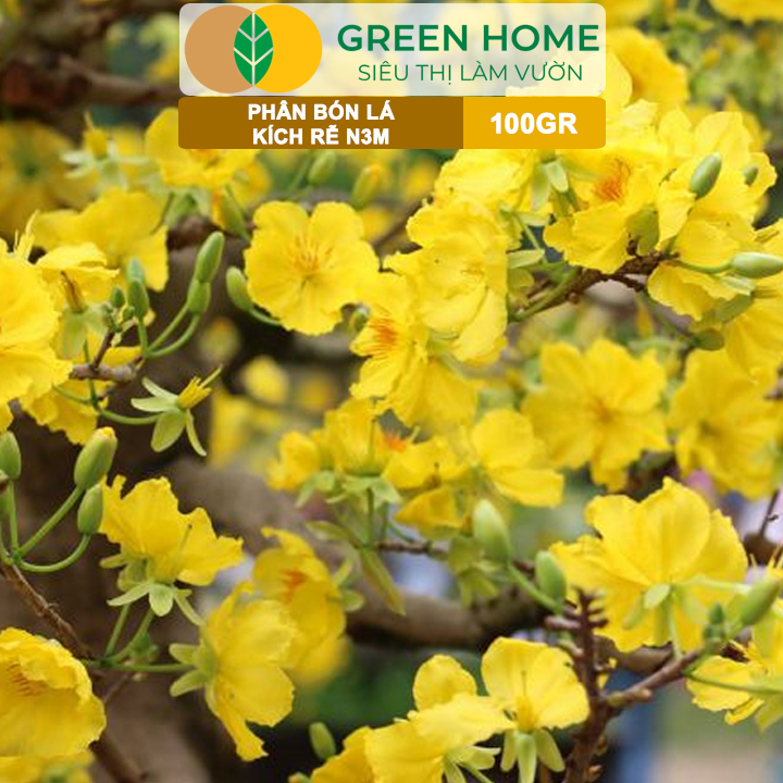 Phân Bón NPK 10-60-10 GreenHome, Hũ 100gr, Tạo Nụ, Kích Thích Ra Hoa Mai Vàng Mạnh Mẽ