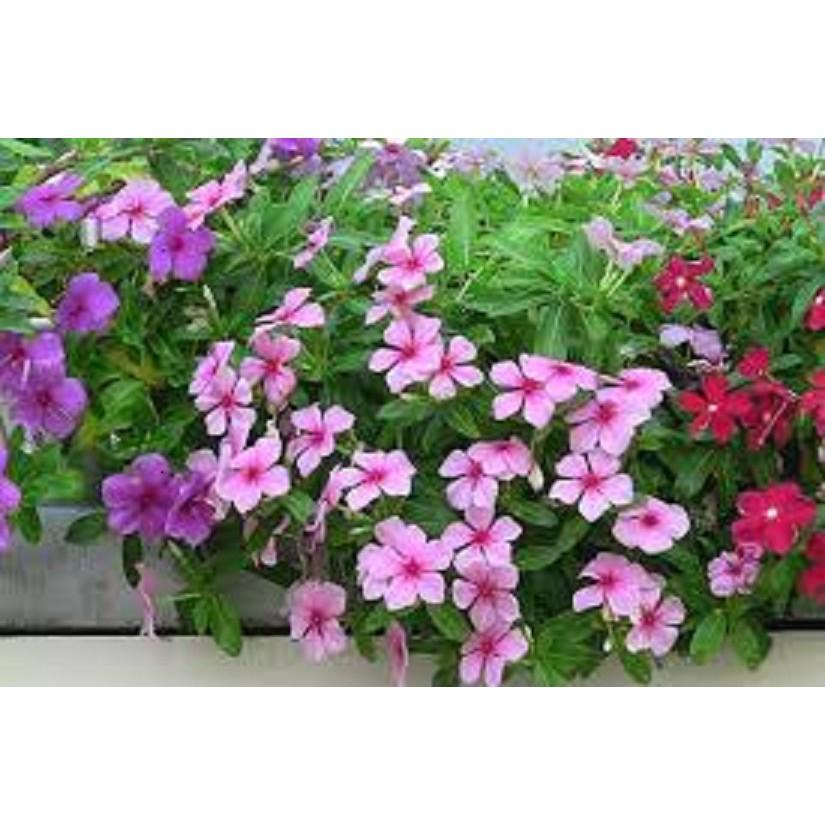 CHẬU HOA DỪA CẠN SIÊU ĐẸP