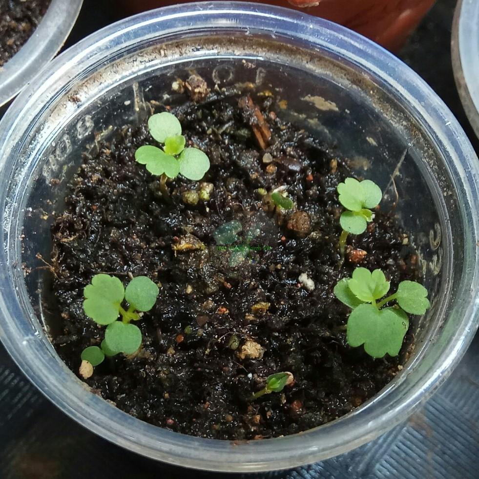 Hạt Giống Dâu Tây Etna chịu nhiệt, đóng gói 10 hạt