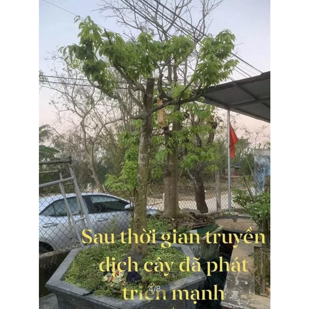 Dịch Truyền Dinh Dưỡng Cho Cây Cảnh, Công Trình . Gíup Bật Mầm, Bật rễ nhanh