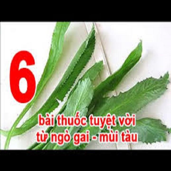 CHẬU RAU MÙI TÀU cây giống chuẩn