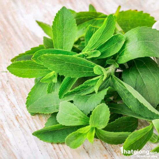 189A GÓI 50 Hạt Giống Cỏ Ngọt Stevia NẢY MẦM CỰC TỐT
