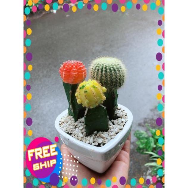Chậu Xương Rồng Trái Tim
