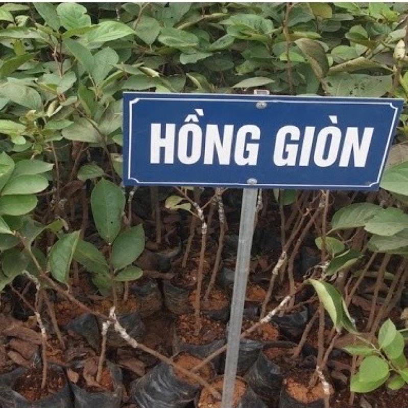 Cây giống hồng giòn Nhật Bản cho quả ít hạt hoặc không hạt ăn rất ngọt