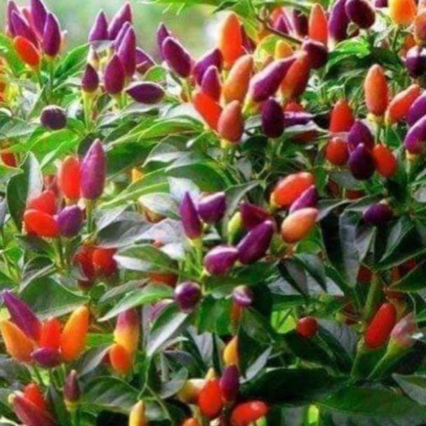 Sản phẩm ỚT NGŨ SẮC