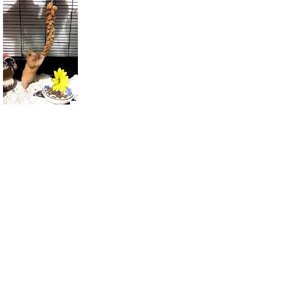 Kê chùm cho hamster