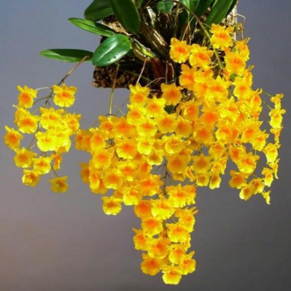 Hoa phong lan vảy rồng