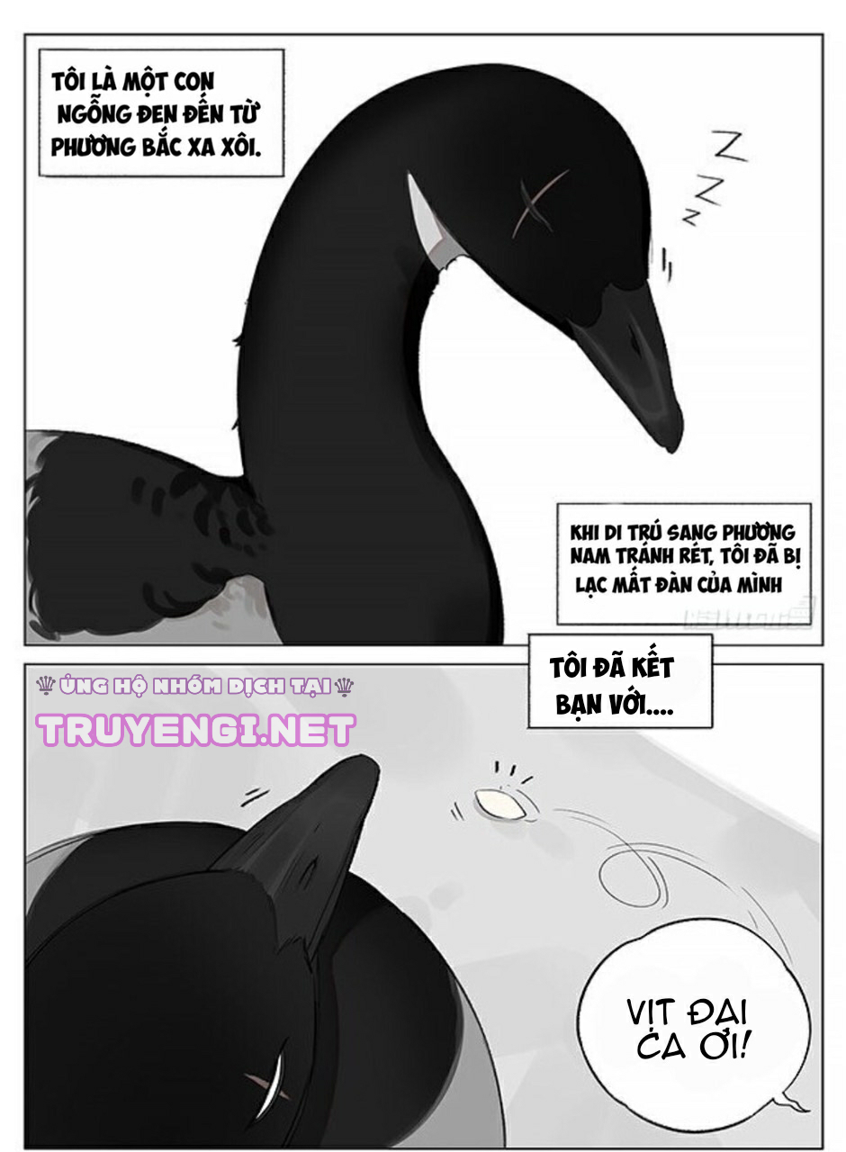 sẻ chiếu mới và nhạn phong sương chapter 2 1