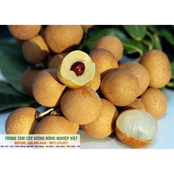 Cây Nhãn Hạt Lép Thái