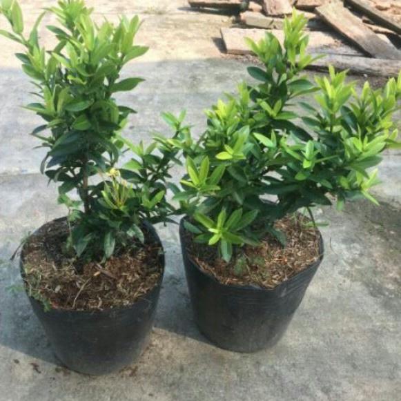 Hoa trang vàng lá nhỏ -hoa đơn bỉ vàng lá nhỏ