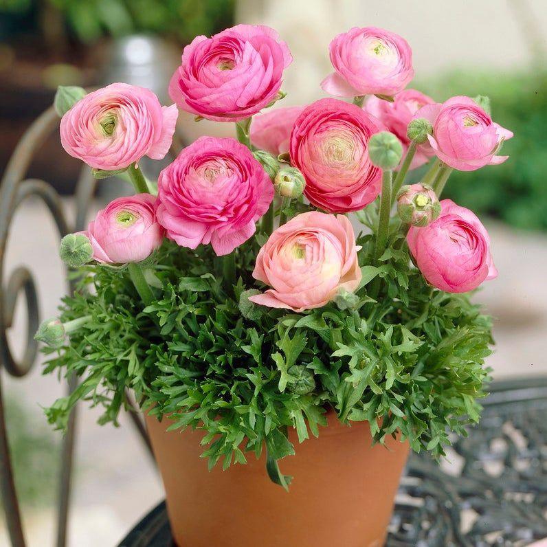 Củ hoa hồng mao lương màu hồng viền trắng