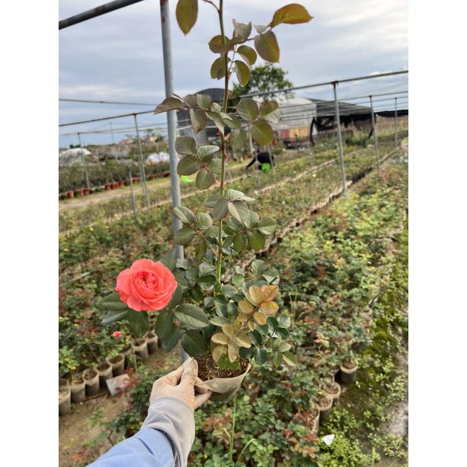 Hoa hồng ngoại Sweet Chariot – Giống hoa mini được ưa chuộng nhất - bầu cây giống phát triển ổn định