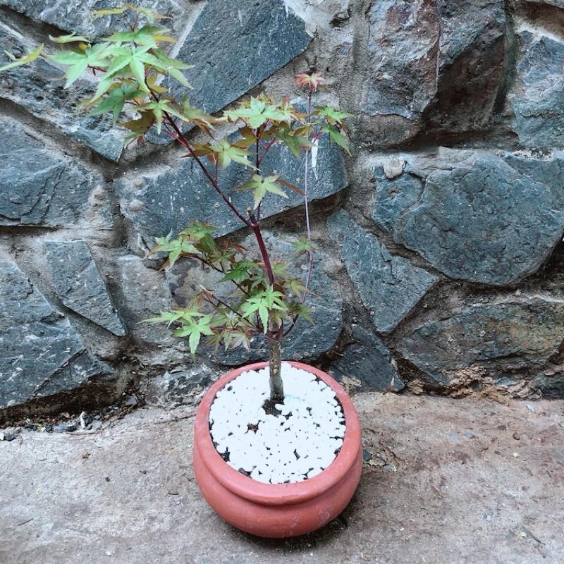 Chậu Phong Lá Đỏ Bonsai (chậu gốm)