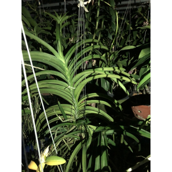 Lan rừng Mỹ dung dạ hương