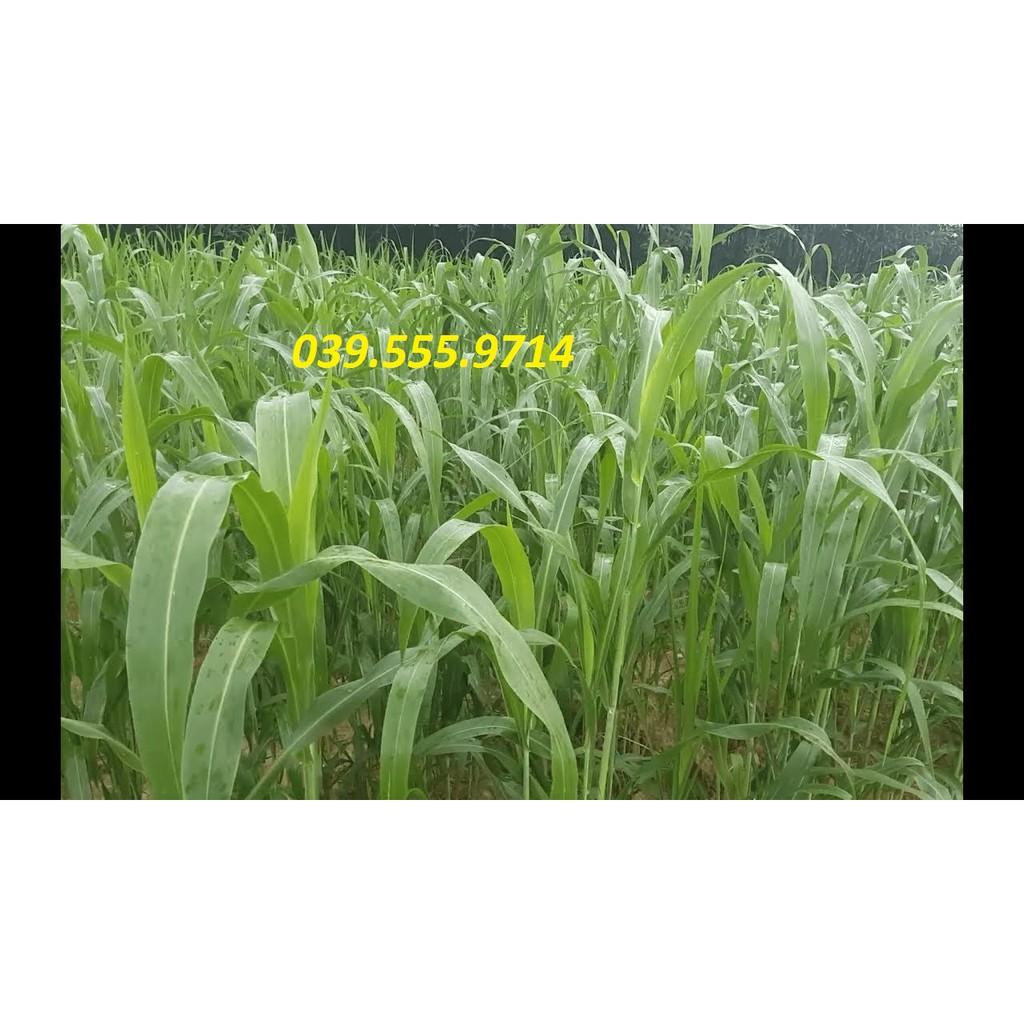Hạt Cỏ Sudan Lai 300g - Cỏ Chăn Nuôi