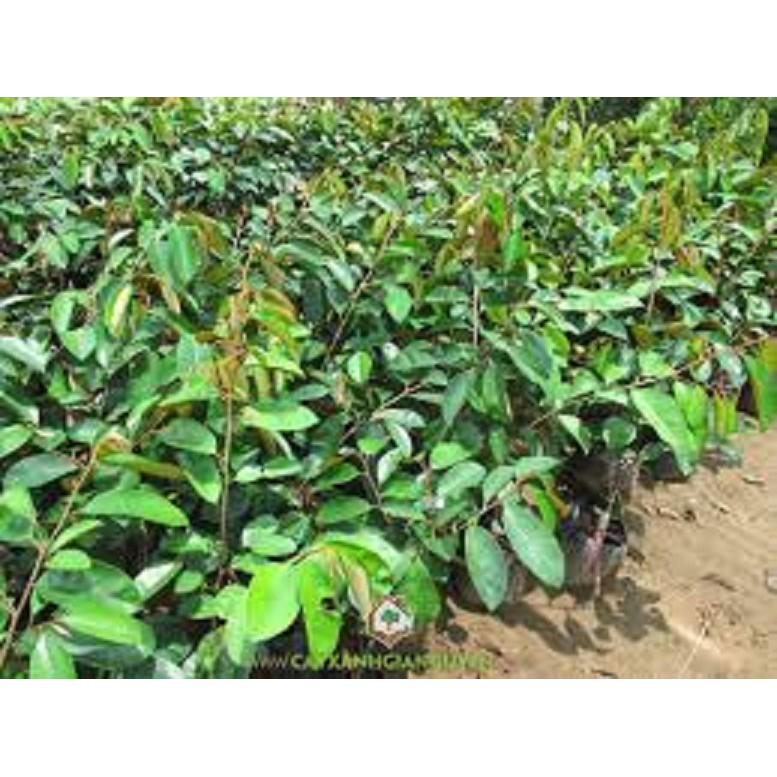 CÂY GIỐNG Vú sữa Lò Rèn