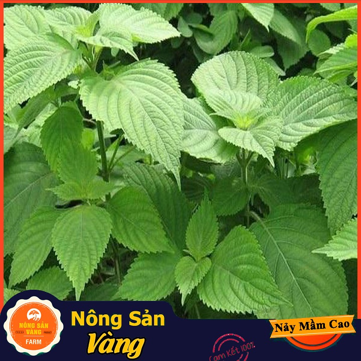 Hạt giống Rau Kinh Giới - Nông Sản Vàng